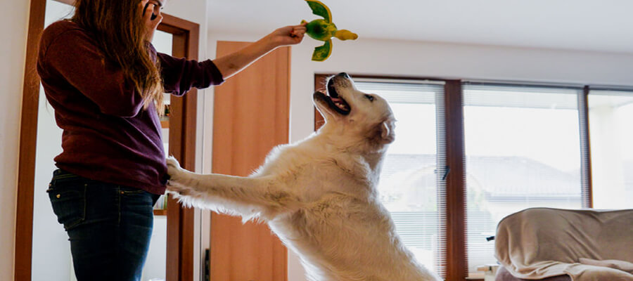 How to Stop Your Dog from Jumping on Guests